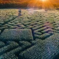 7 Stunning Corn Mazes in Oklahoma for Halloween