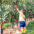 The Best Apple Picking Places Near Oklahoma City for a Spooky Halloween
